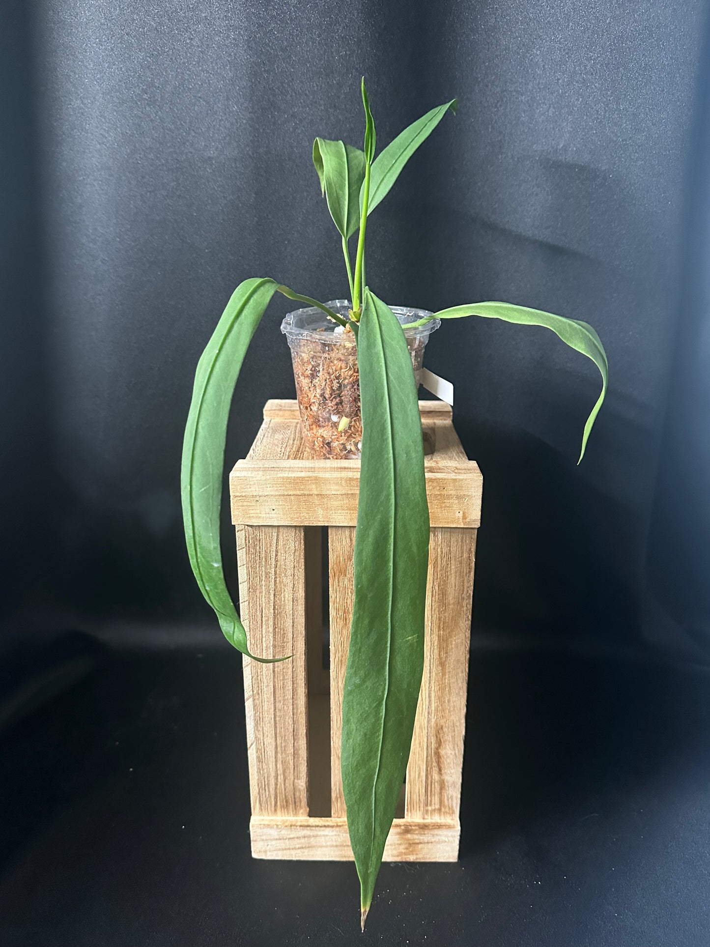 Anthurium Vittarifolum