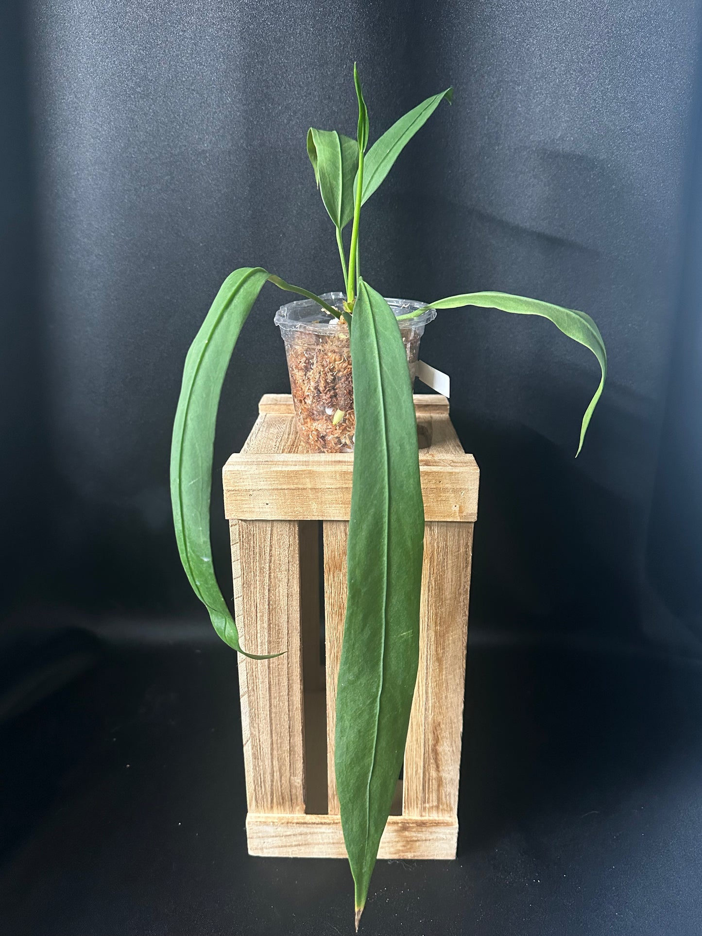 Anthurium Vittarifolum