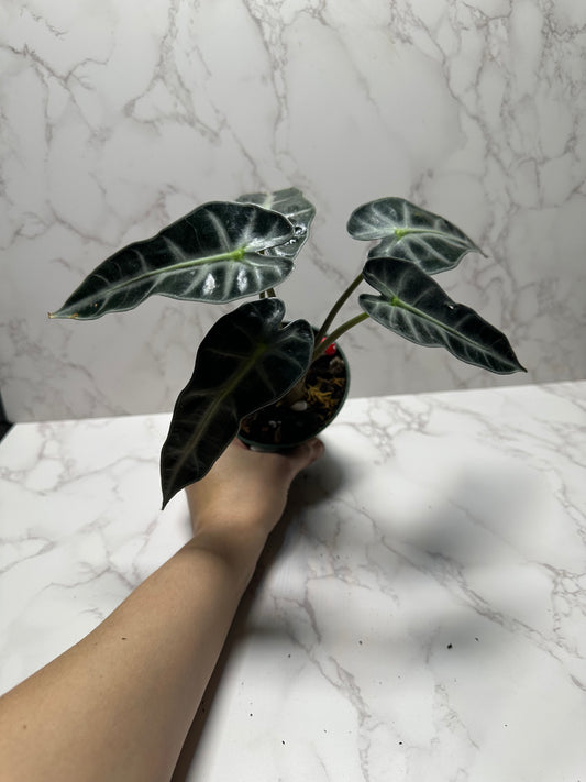 Alocasia Bambino
