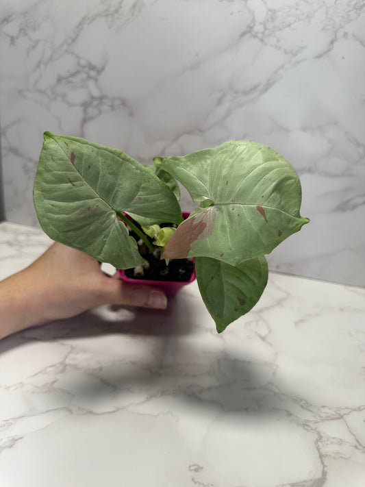 Syngonium Milk Confetti