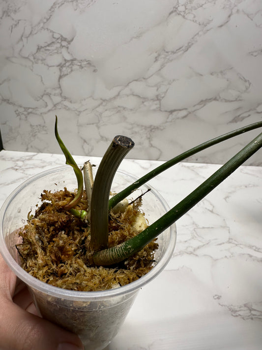 Florida Beauty X Mayoi Hybrid