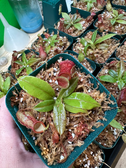 Nepenthes St. Gaya (Growers Choice)