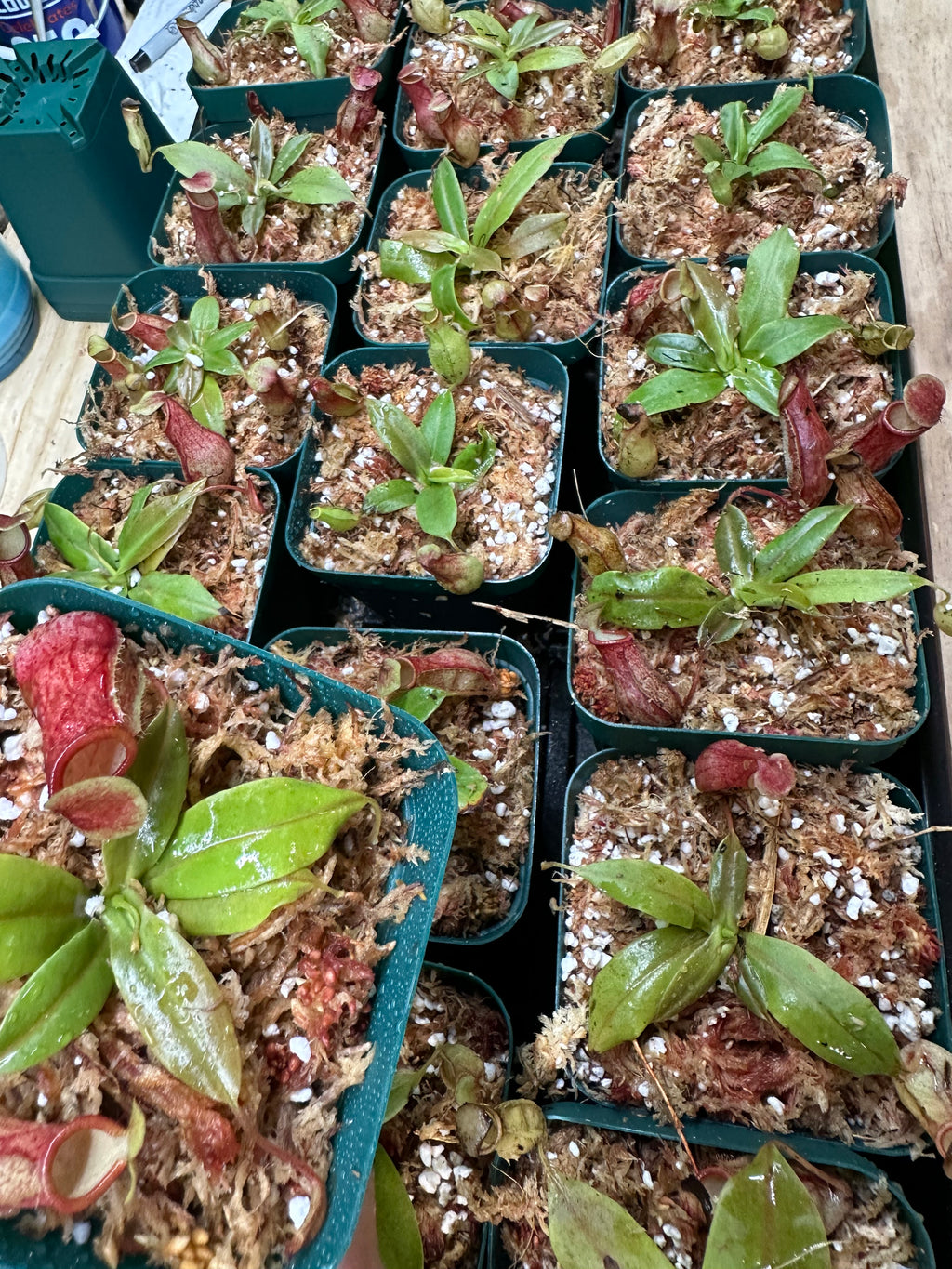 Nepenthes St. Gaya (Growers Choice)