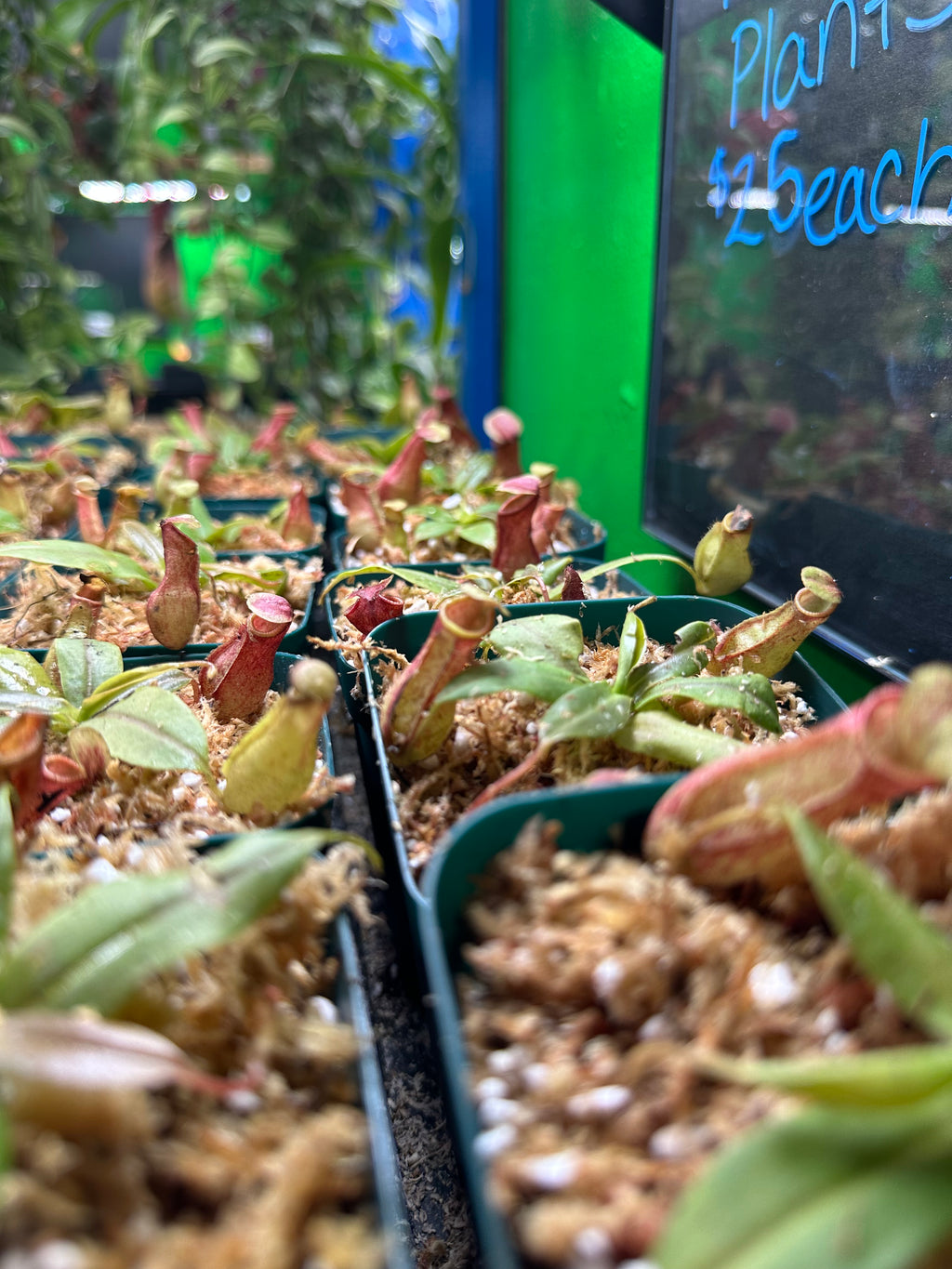 Nepenthes St. Gaya (Growers Choice)
