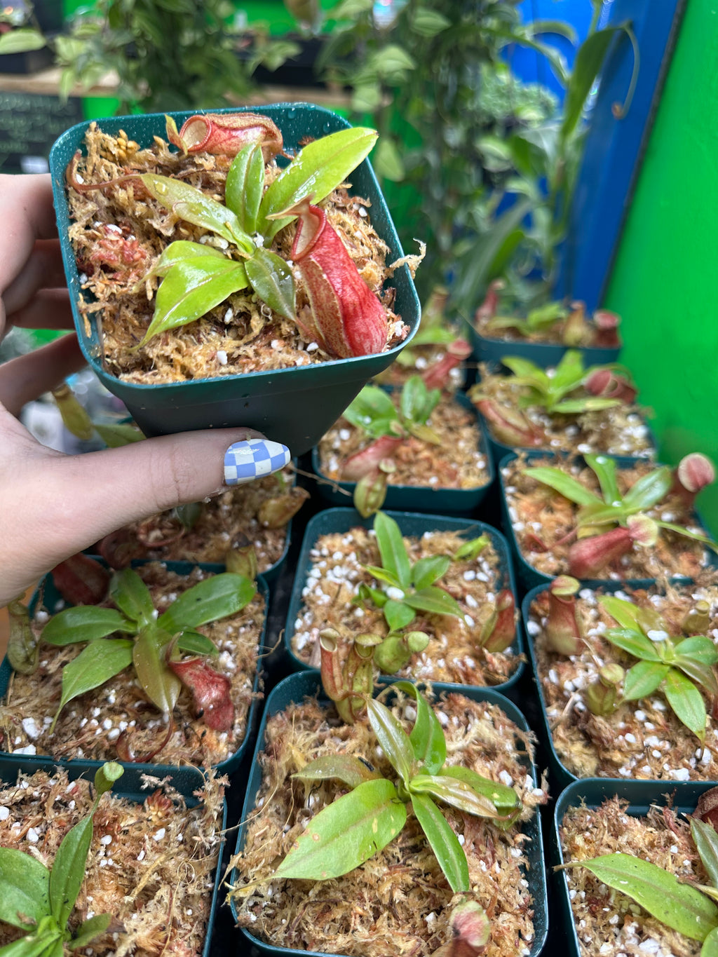 Nepenthes St. Gaya (Growers Choice)