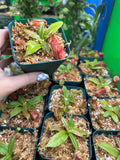 Nepenthes St. Gaya (Growers Choice)