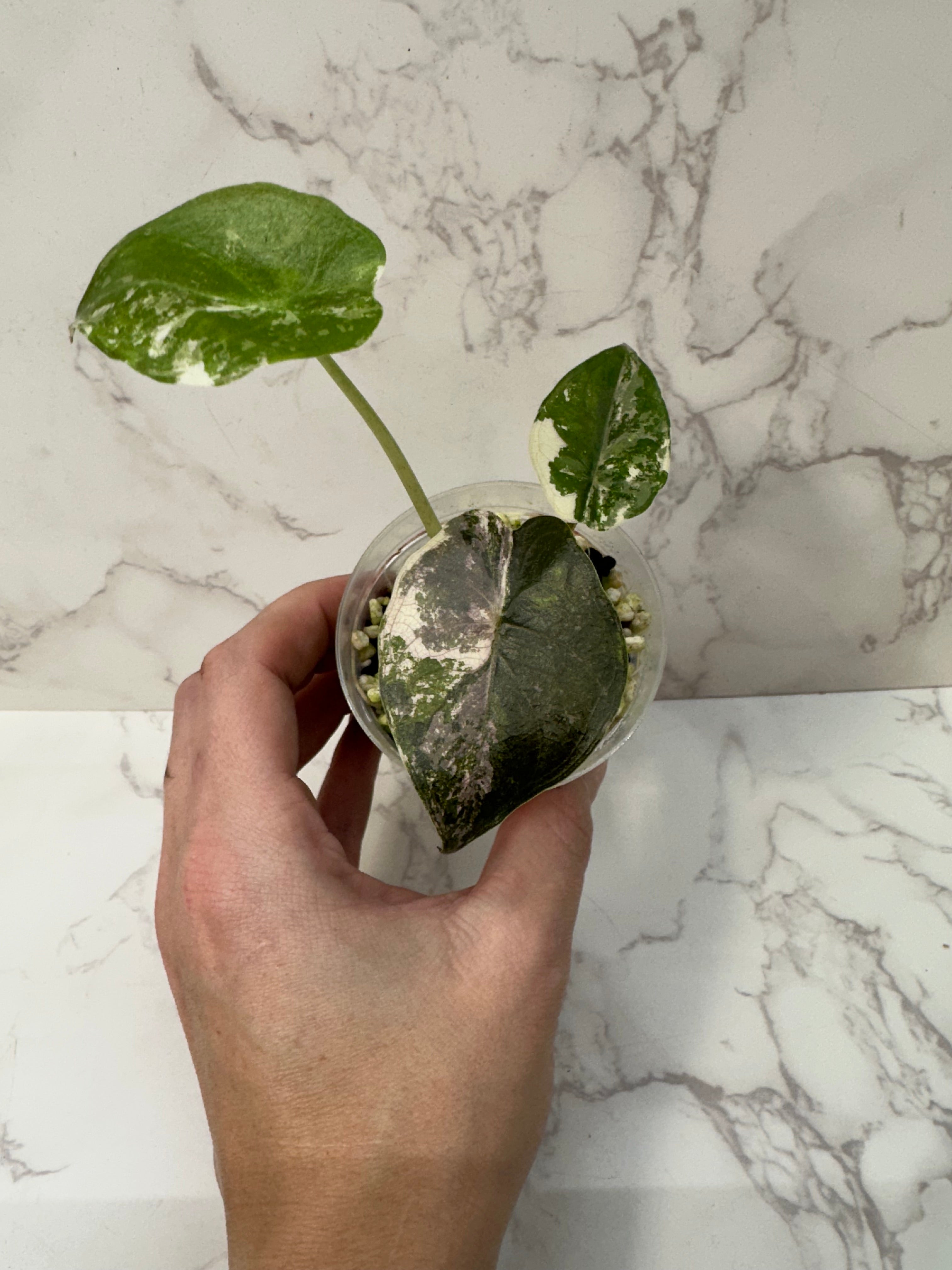 Alocasia Wentii Pink Albo