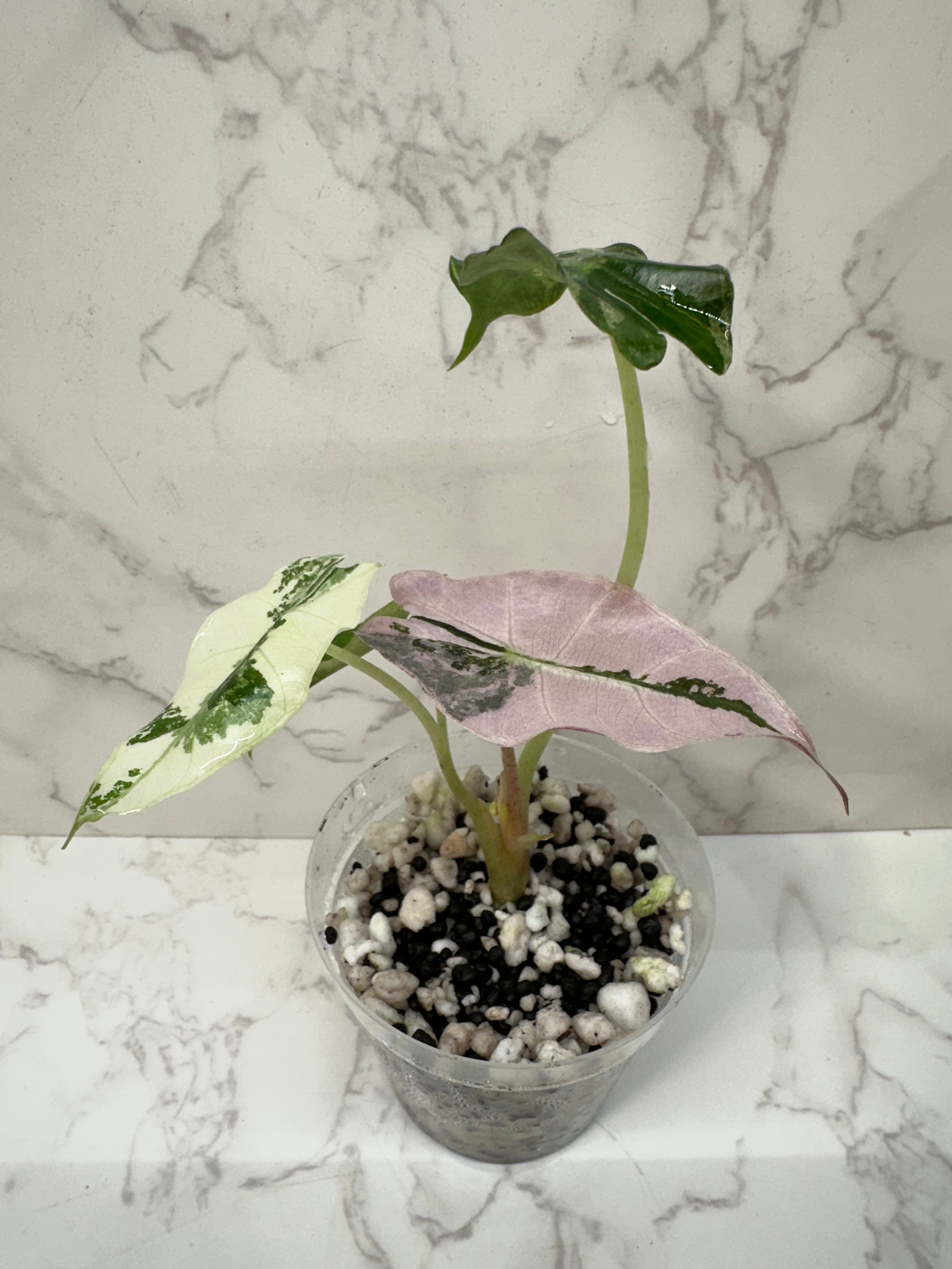 Alocasia Pink Polly Snowflake