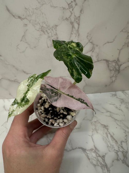 Alocasia Pink Polly Snowflake