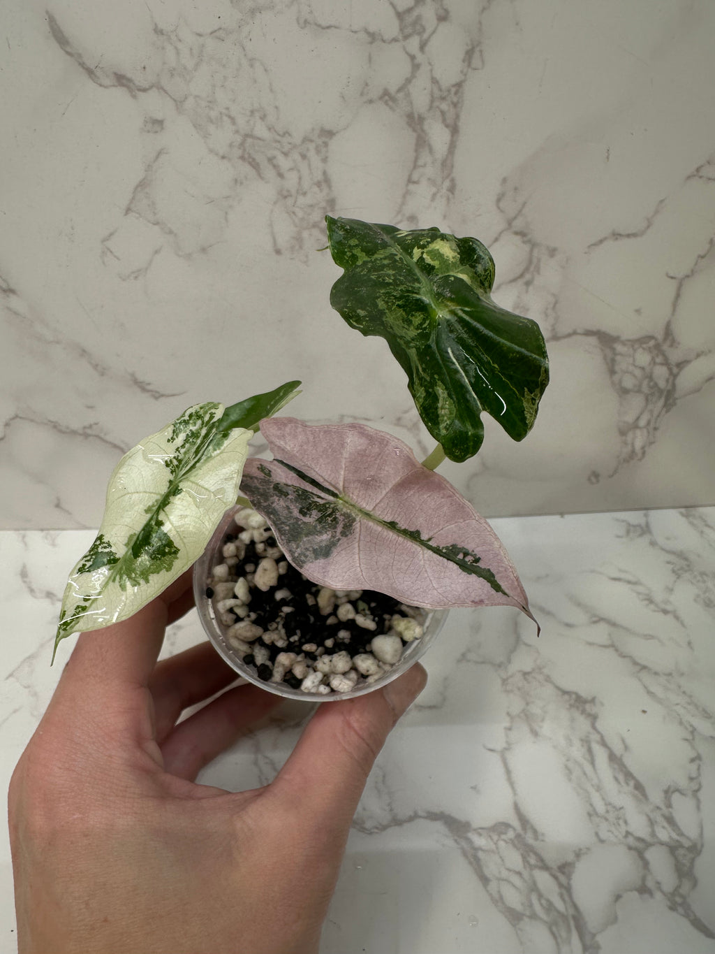 Alocasia Pink Polly Snowflake