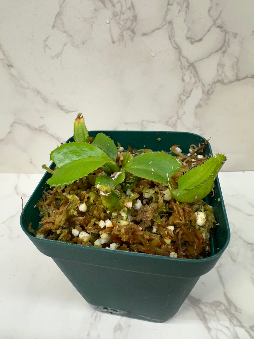 Nepenthes Truncata 'Titans Tower' (Growers Choice)