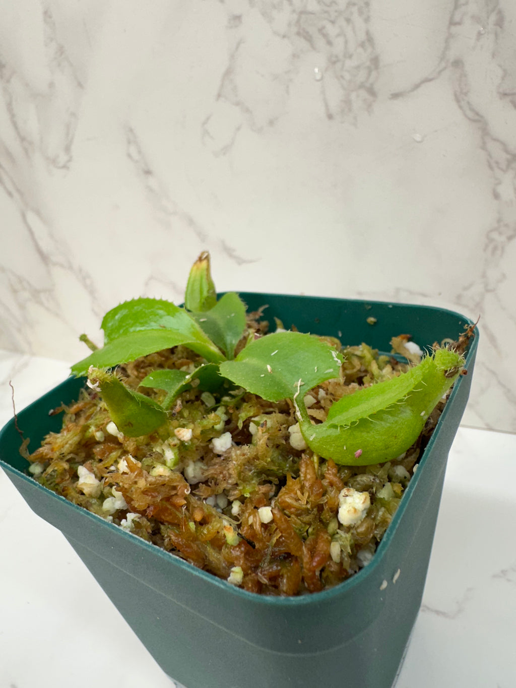 Nepenthes Truncata 'Titans Tower' (Growers Choice)