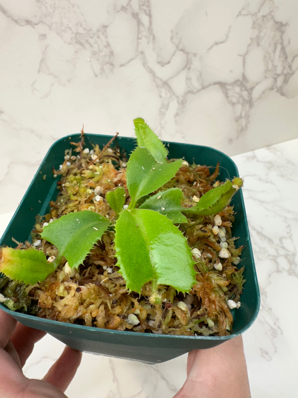 Nepenthes Truncata 'Titans Tower' (Growers Choice)