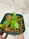 Nepenthes Truncata 'Titans Tower' (Growers Choice)