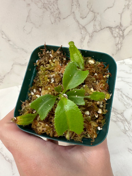 Nepenthes Truncata 'Titans Tower' (Growers Choice)