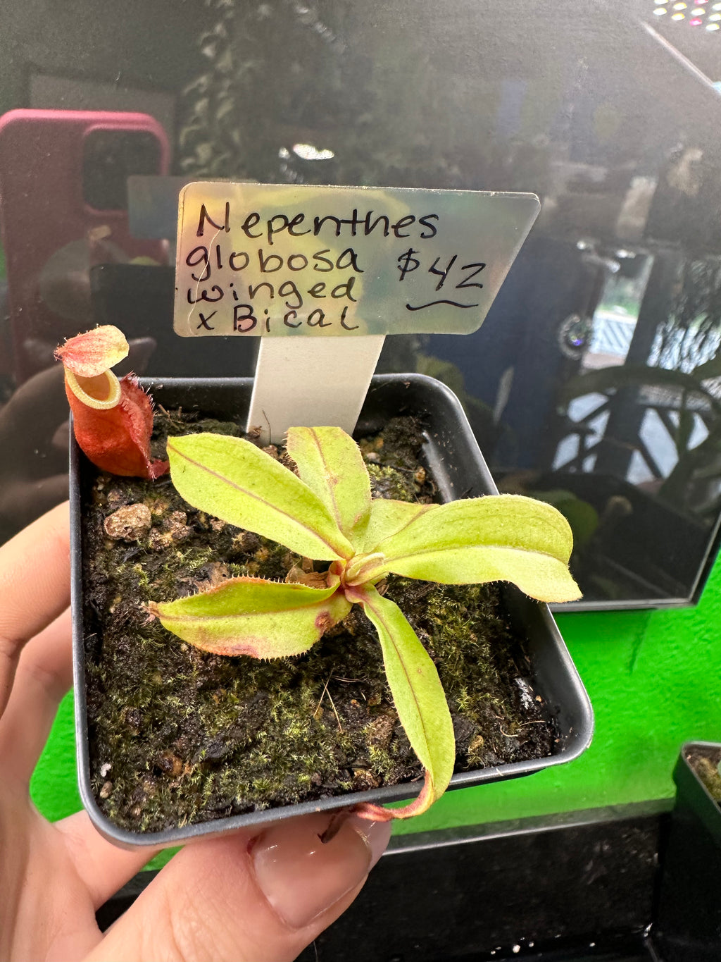 Nepenthes Globosa x Winged Bical (Exact Plant)