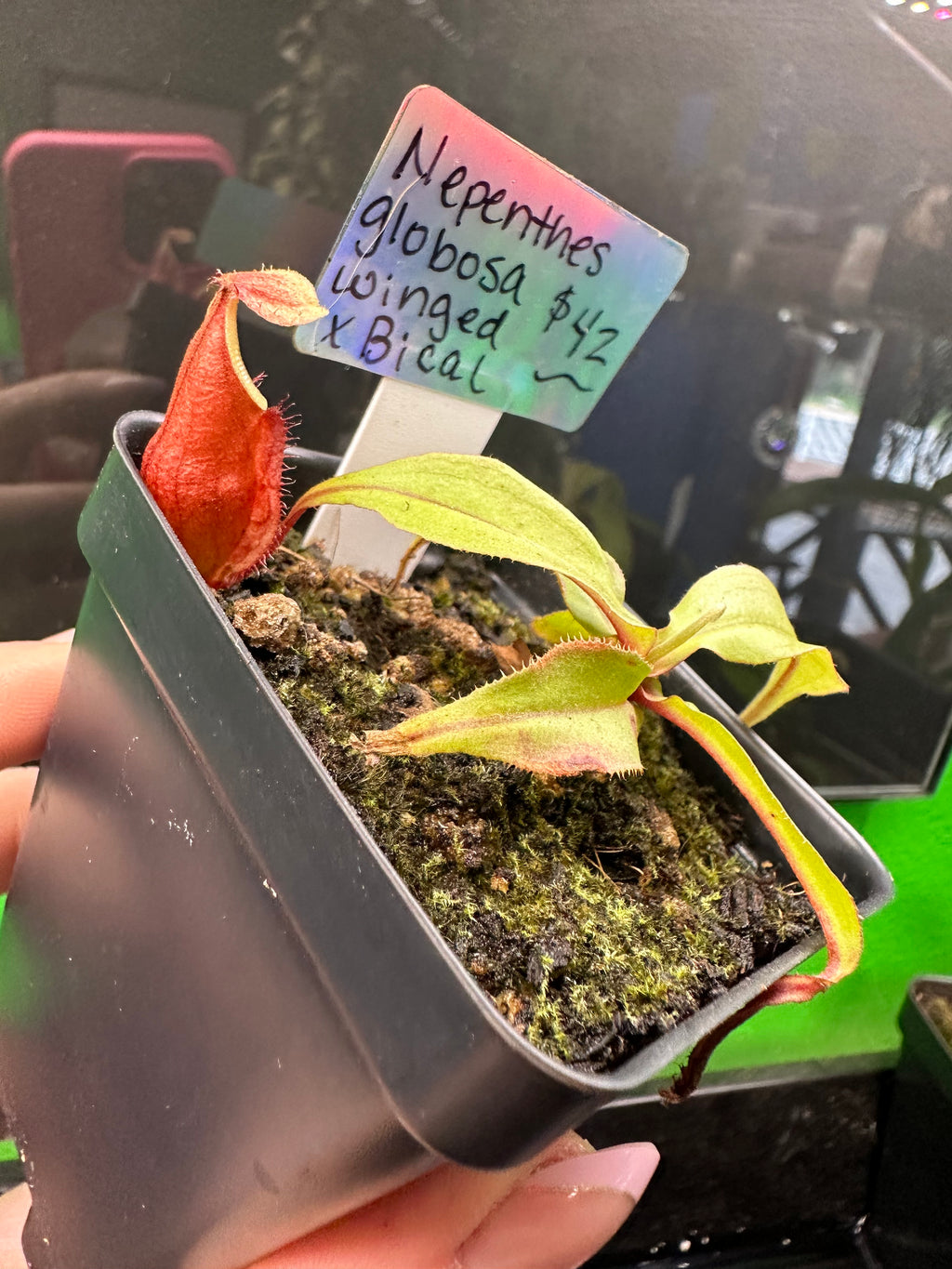Nepenthes Globosa x Winged Bical (Exact Plant)