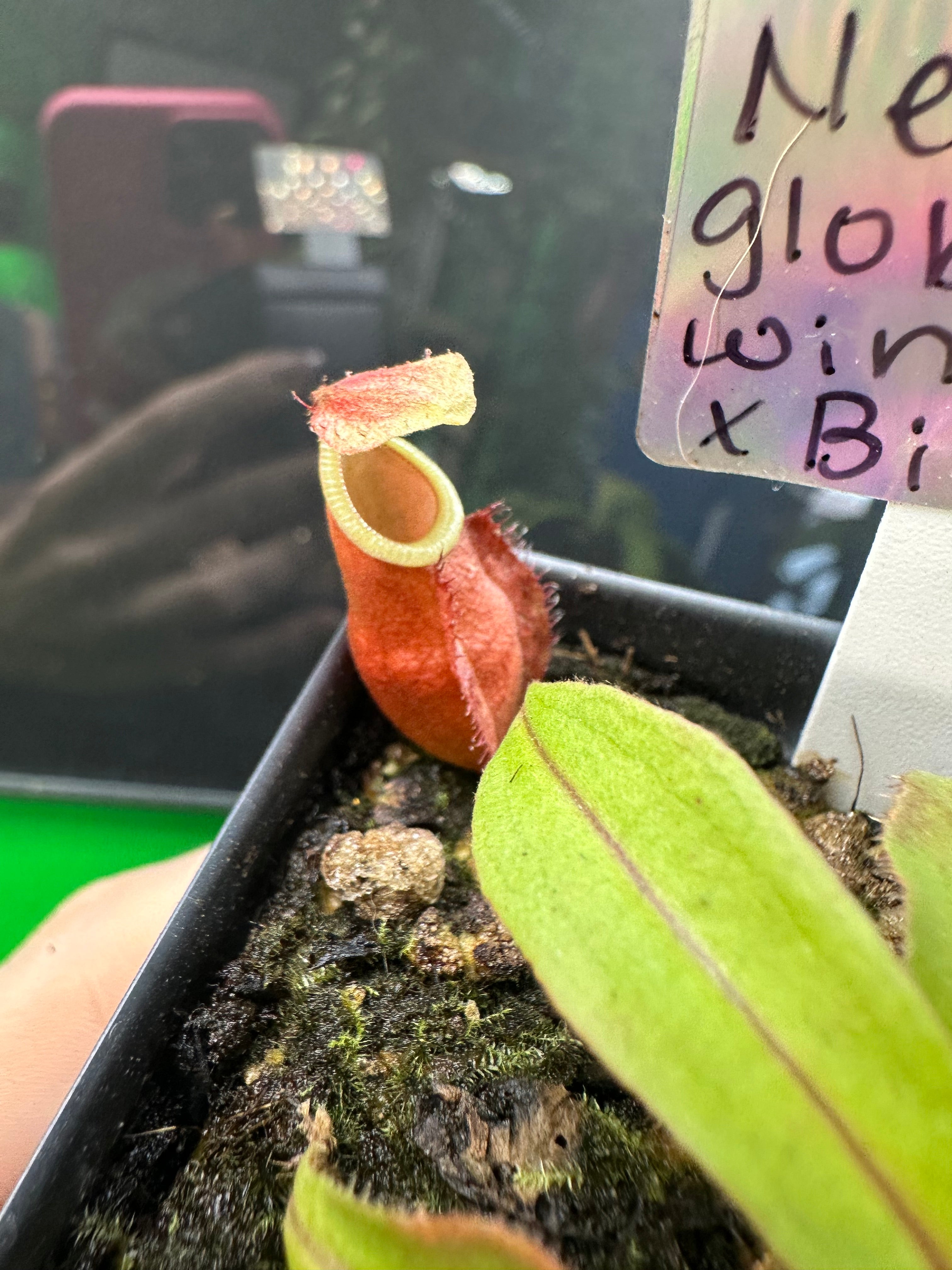 Nepenthes Globosa x Winged Bical (Exact Plant)