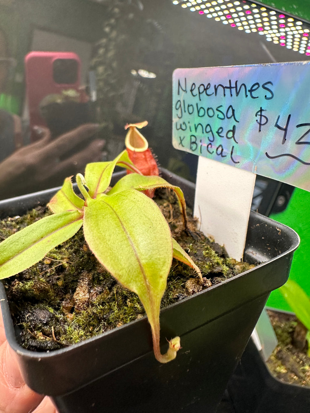 Nepenthes Globosa x Winged Bical (Exact Plant)