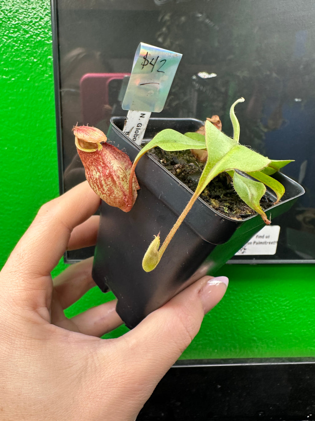 Nepenthes Globosa Winged x Bicalarata (Exact Plant)