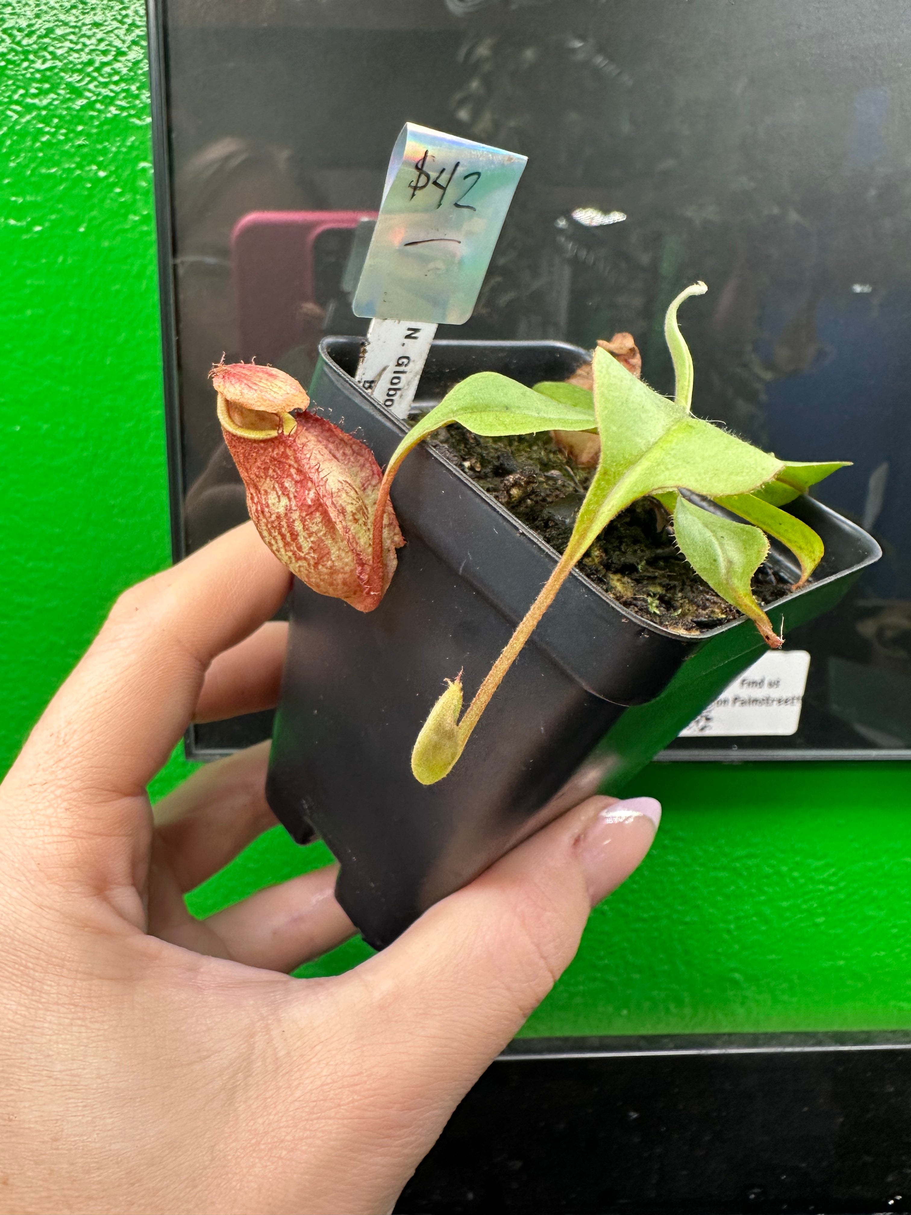 Nepenthes Globosa Winged x Bicalarata (Exact Plant)