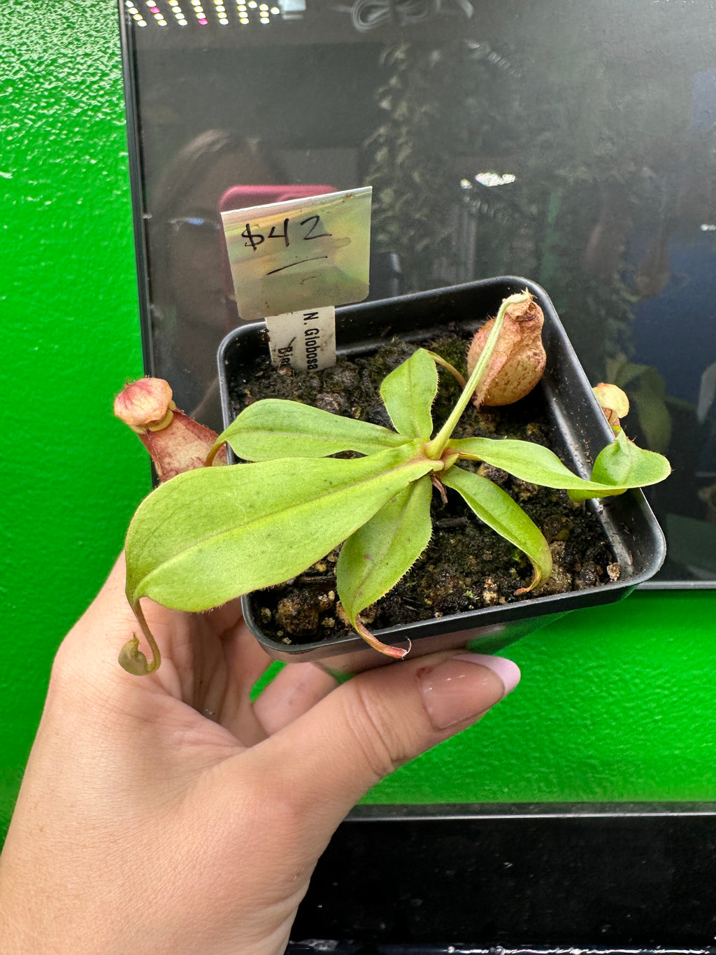 Nepenthes Globosa Winged x Bicalarata (Exact Plant)