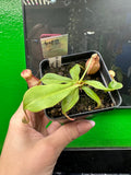 Nepenthes Globosa Winged x Bicalarata (Exact Plant)
