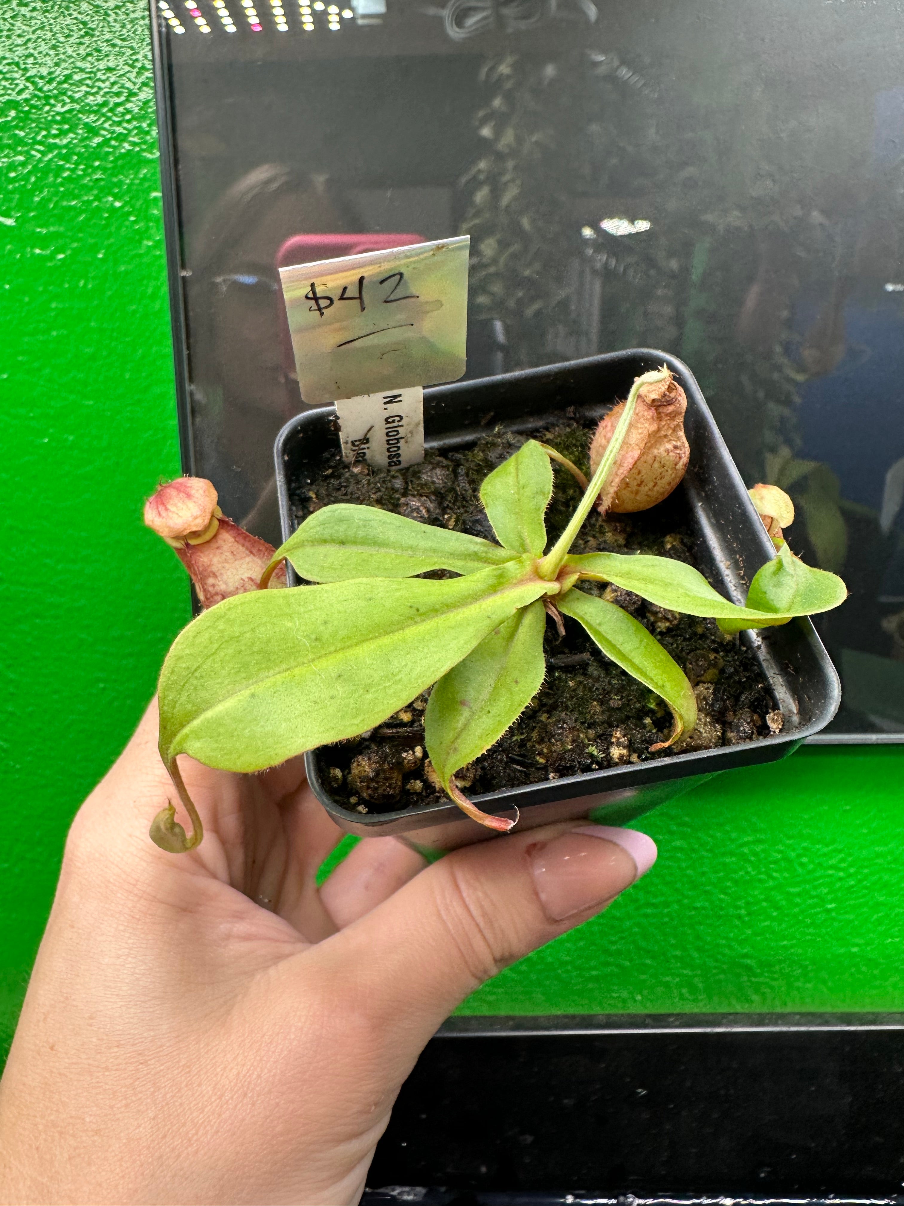 Nepenthes Globosa Winged x Bicalarata (Exact Plant)