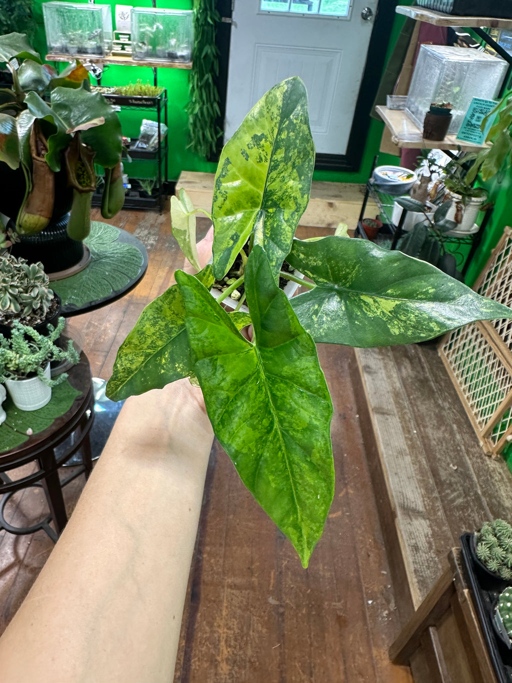 Alocasia Simpo Aurea (Exact Plant)