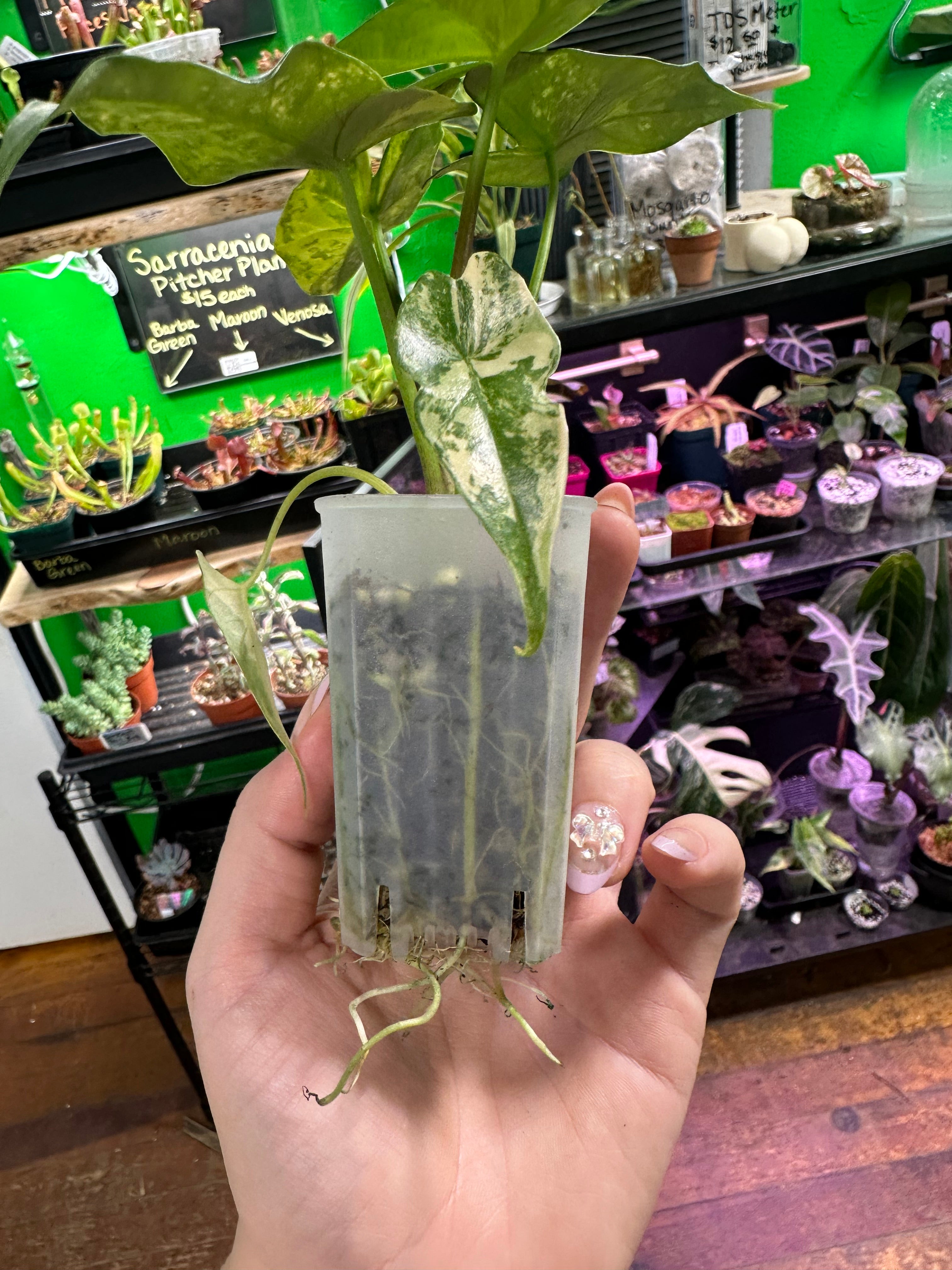 Alocasia Simpo Aurea (Exact Plant)