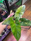Alocasia Simpo Aurea (Exact Plant)