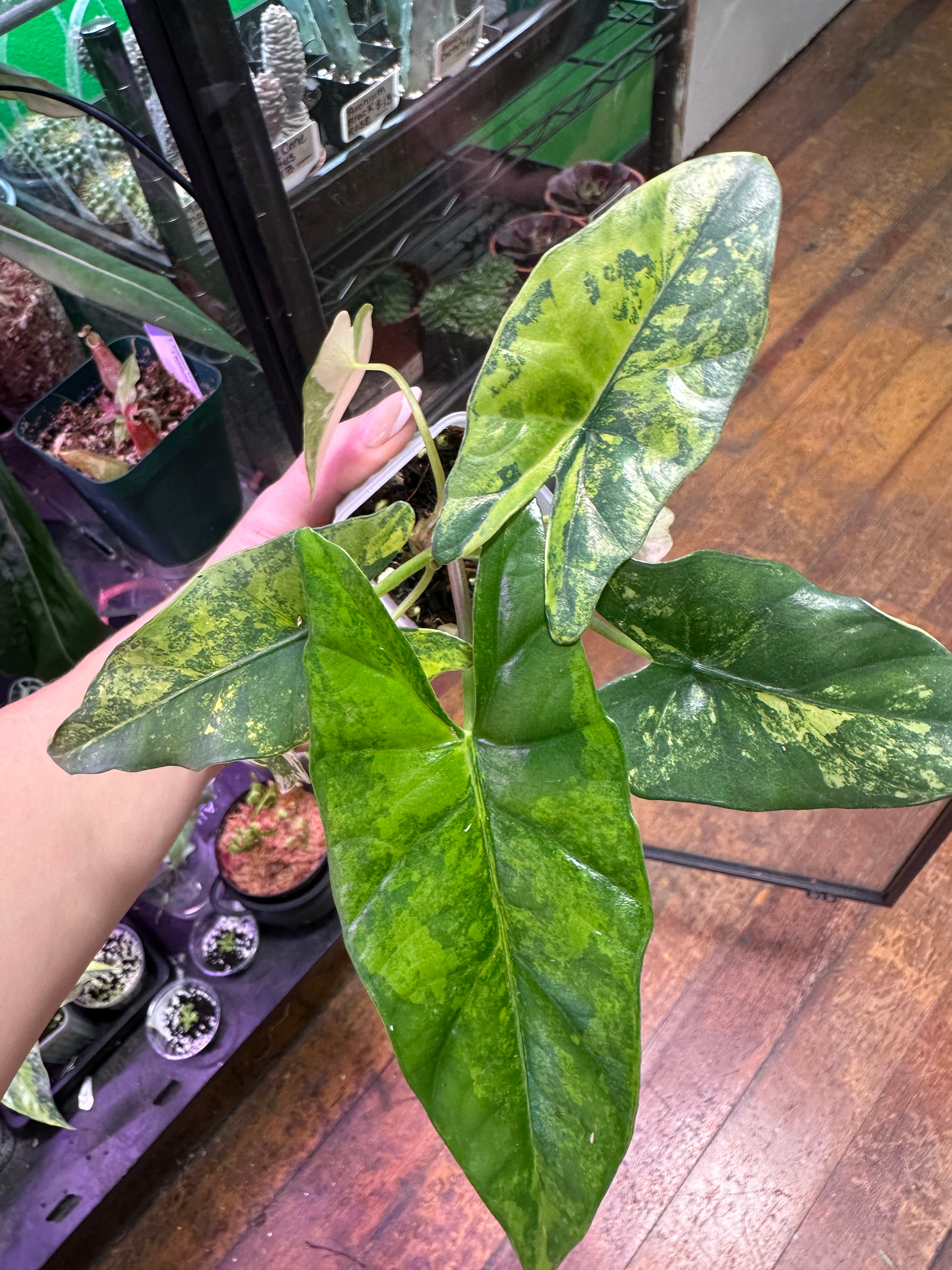 Alocasia Simpo Aurea (Exact Plant)