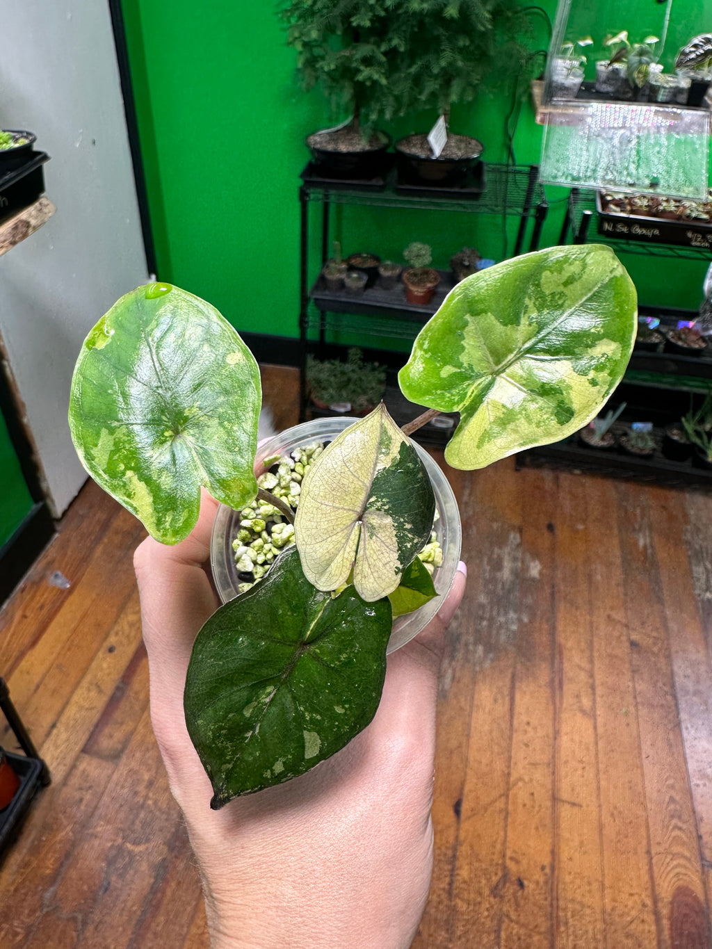 Alocasia Yucatan Tricolor (Exact Plant)