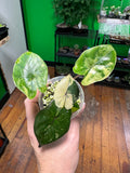 Alocasia Yucatan Tricolor (Exact Plant)