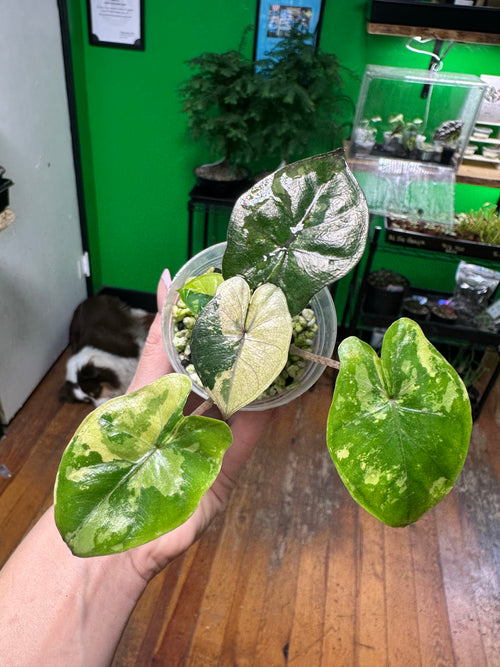 Alocasia Yucatan Tricolor (Exact Plant)