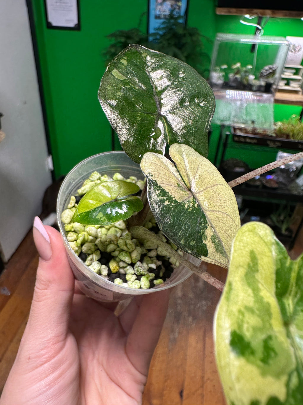 Alocasia Yucatan Tricolor (Exact Plant)