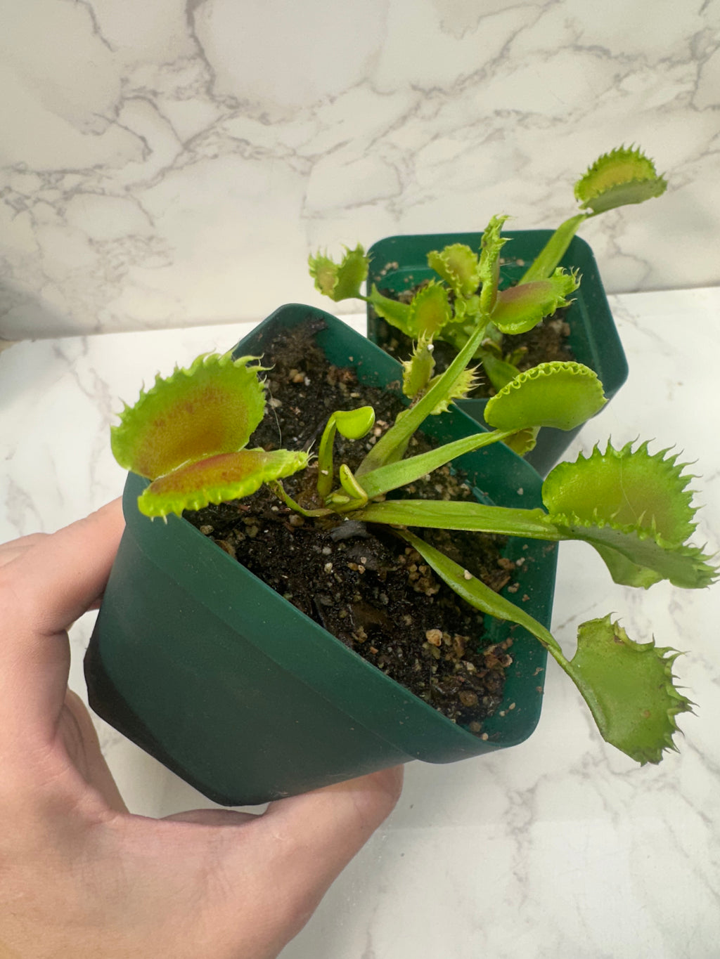 Venus Fly Trap- Chinese Dumpling(Growers Choice)