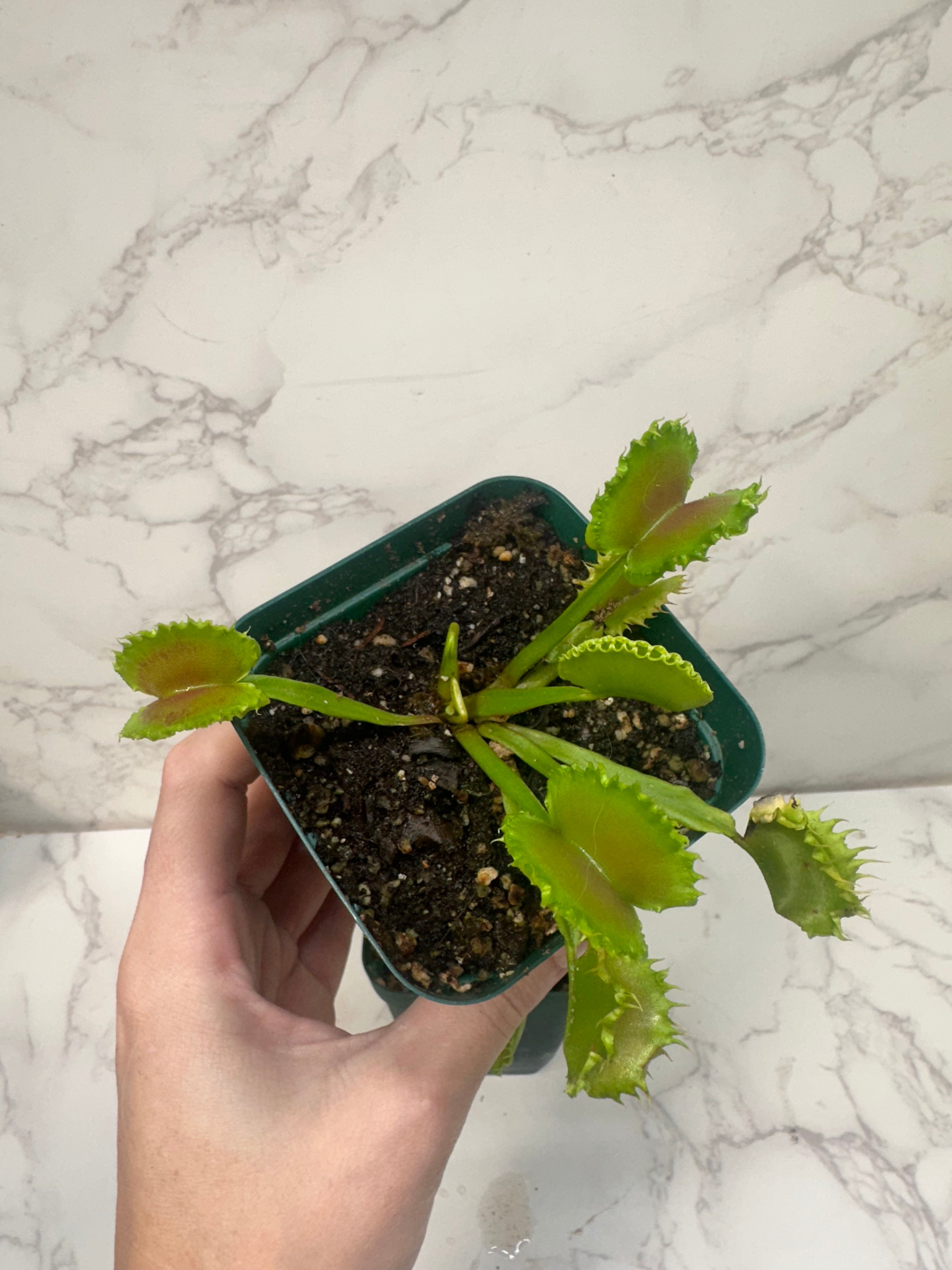 Venus Fly Trap- Chinese Dumpling(Growers Choice)