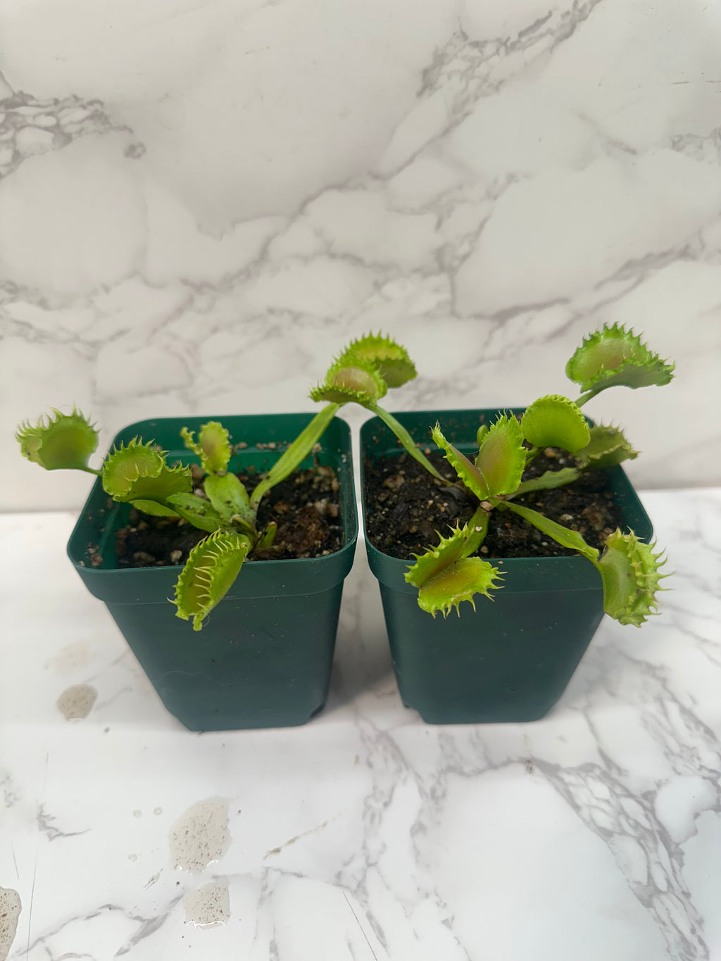 Venus Fly Trap- Chinese Dumpling(Growers Choice)