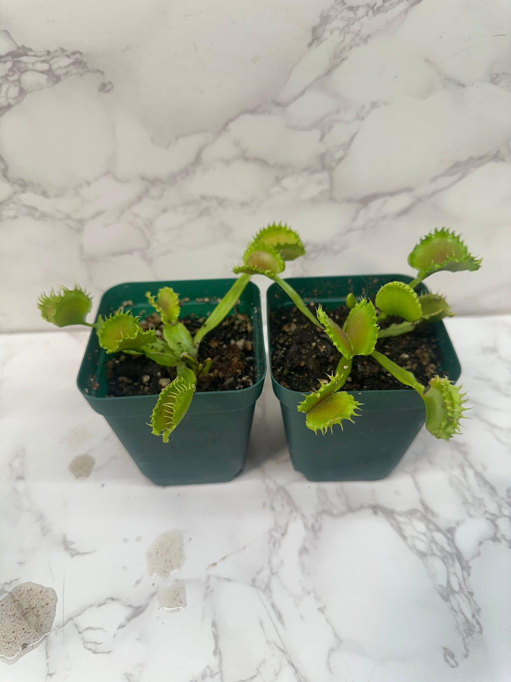 Venus Fly Trap- Chinese Dumpling(Growers Choice)