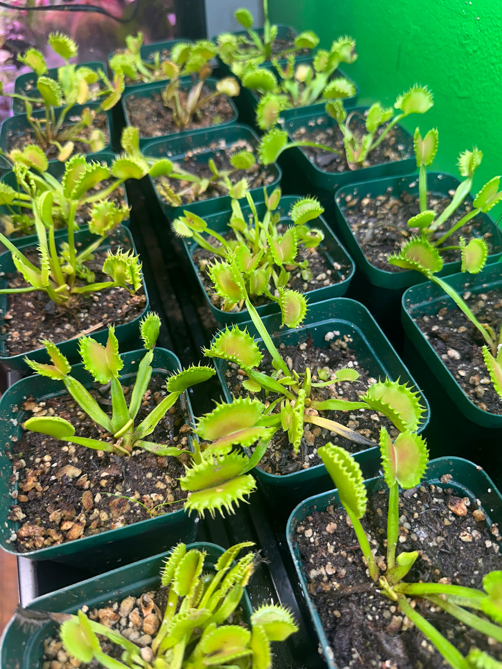 Venus Fly Trap- Chinese Dumpling(Growers Choice)