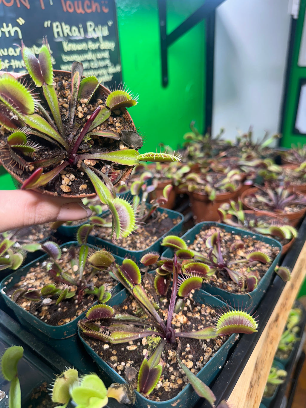Venus Fly Trap Akai Ryu (Growers Choice)
