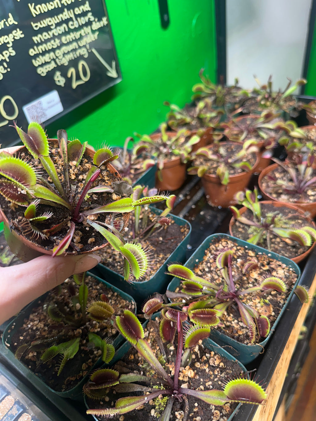 Venus Fly Trap Akai Ryu (Growers Choice)
