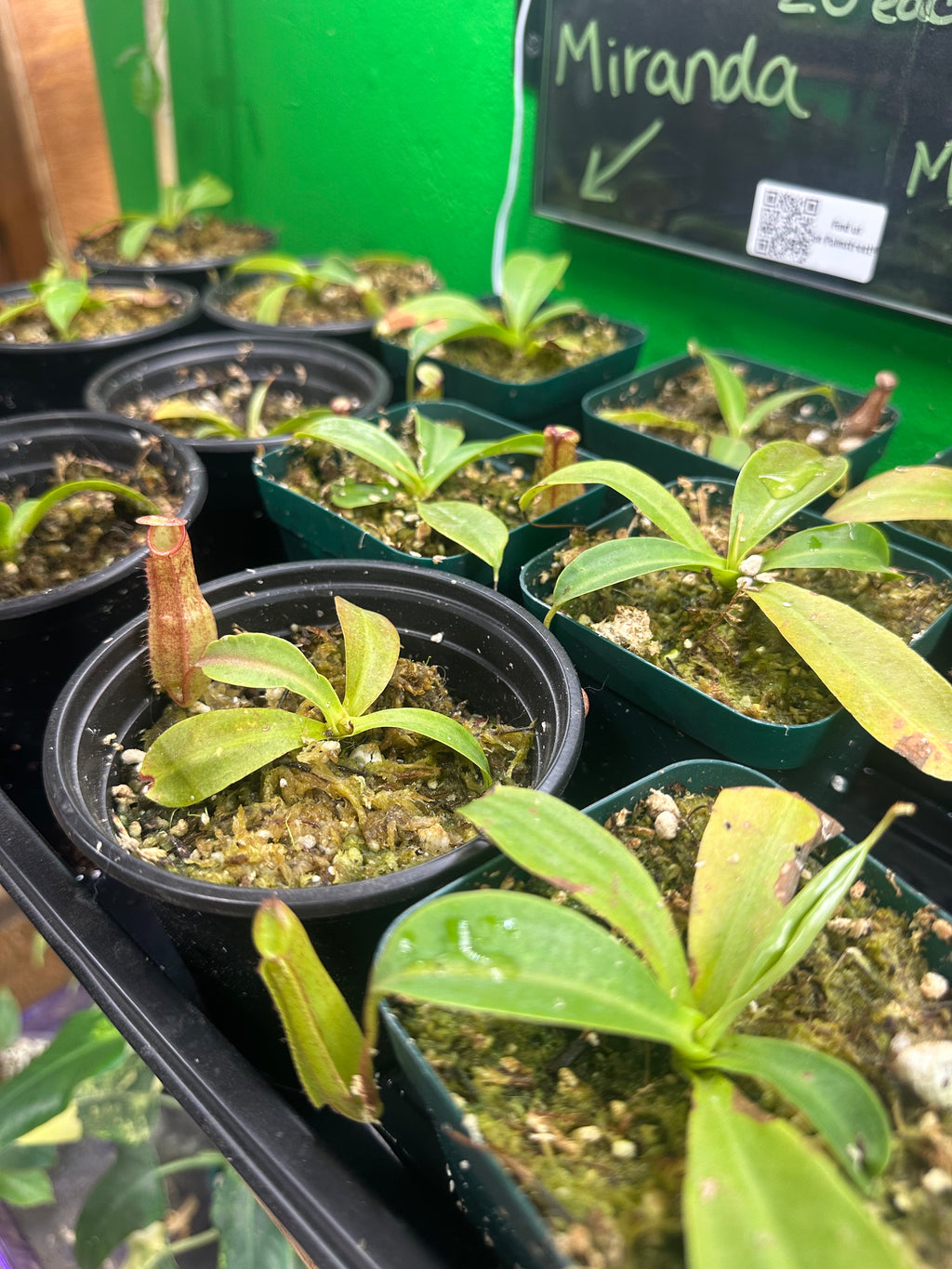 Nepenthes Miranda (Growers choice)