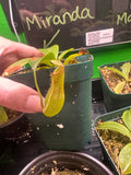 Nepenthes Miranda (Growers choice)