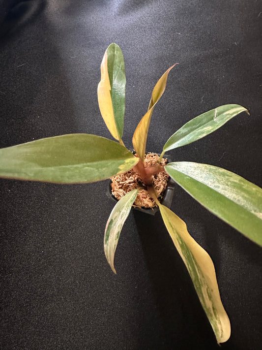 Philodendron Caramel Marble