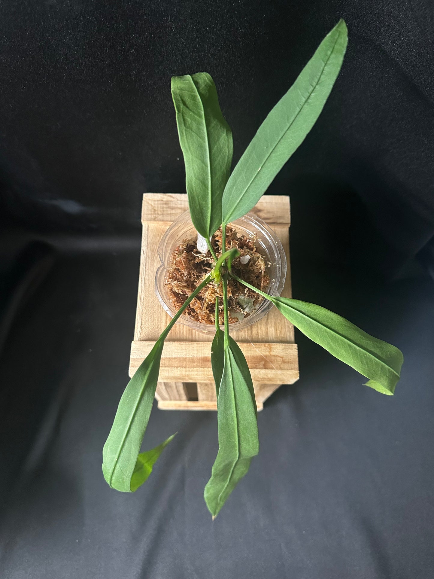 Anthurium Vittarifolum