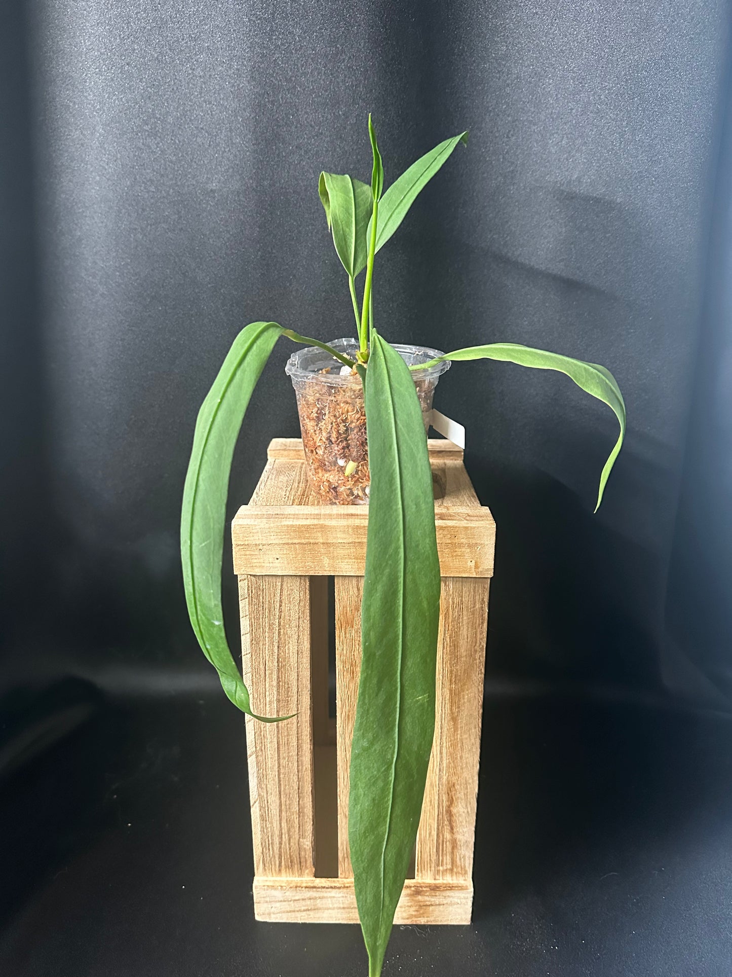 Anthurium Vittarifolum